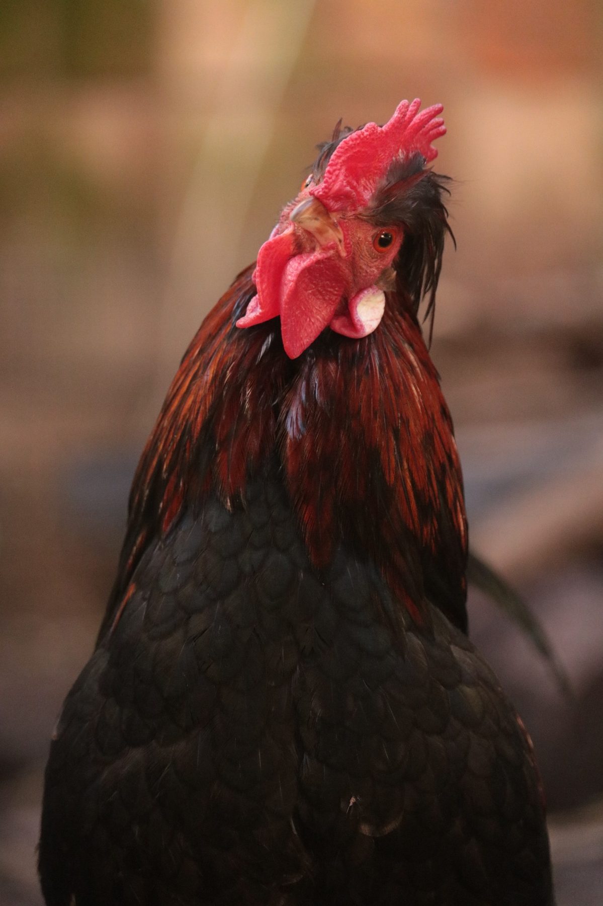 Gallina rescatada