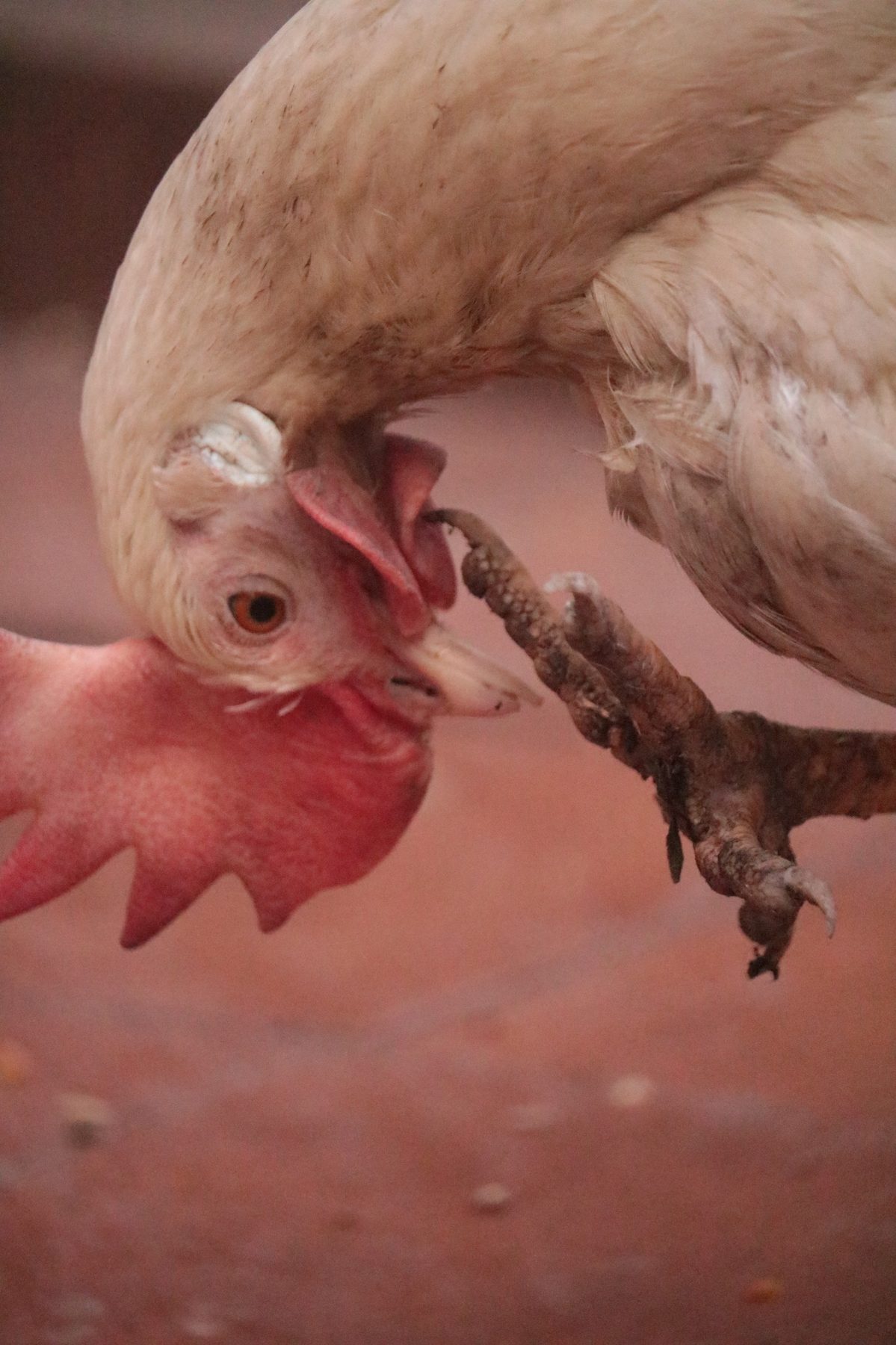 Gallina rescatada