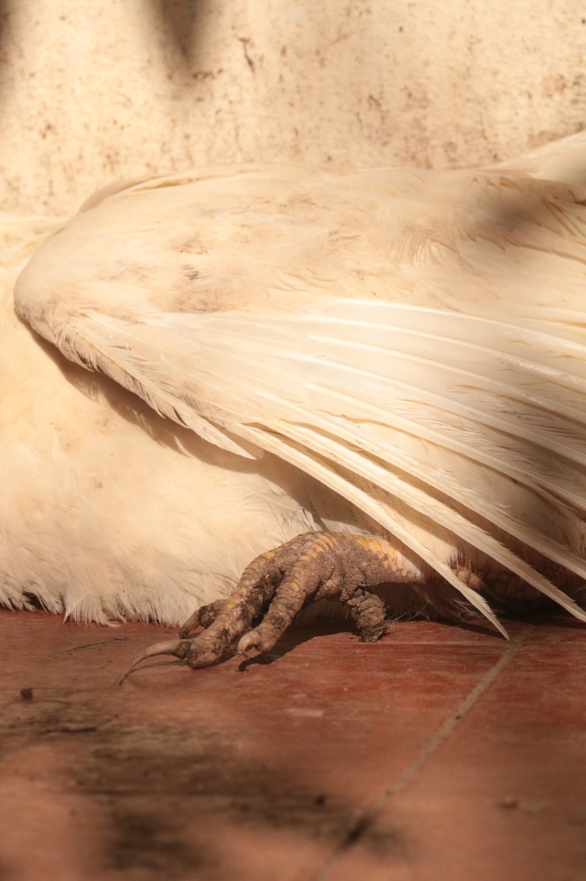Plumas de gallina rescatada
